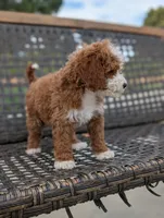 HASHBROWN, a male Cavapoo and Poodle - Miniature  for sale in Sacramento, CA – 7 of 10