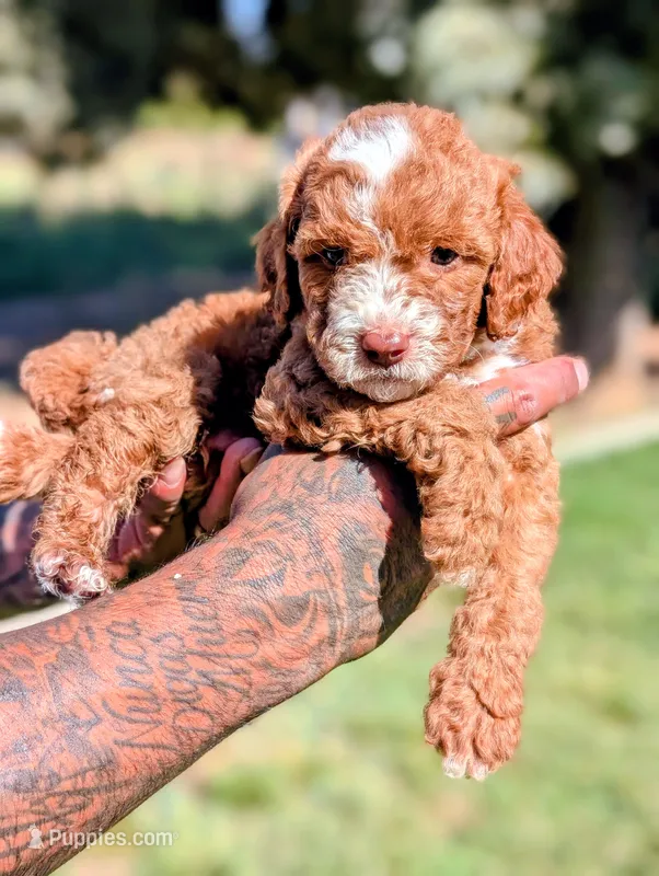RUFFLES – Cavapoo, Poodle - Miniature  puppy for sale in Sacramento, CA