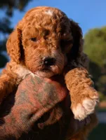 Chicky, a female Cavapoo for sale in Sacramento, CA – 4 of 4
