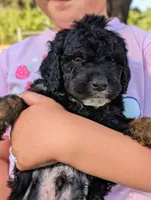 DALI, a male Bernedoodle and Miniature Bernedoodle for sale in Sacramento, CA – Photo 2 of 3