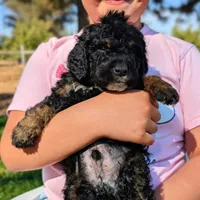 DALI, a male Bernedoodle and Miniature Bernedoodle for sale in Sacramento, CA – Photo 3 of 3