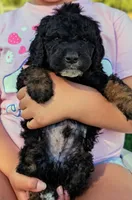 DALI, a male Bernedoodle and Miniature Bernedoodle for sale in Sacramento, CA – Photo 1 of 3