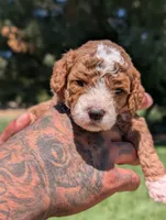 KRINKLE , a female Cavapoo and Poodle - Miniature  for sale in Sacramento, CA – 5 of 7