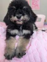 Spruce , a male Goldendoodle and Bernedoodle for sale in Sacramento, CA – 4 of 4