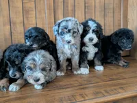 STERLING , a male Miniature Bernedoodle for sale in Sacramento, CA – Photo 6 of 6