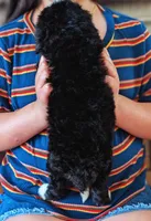 STERLING , a male Miniature Bernedoodle for sale in Sacramento, CA – Photo 2 of 6