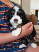 STERLING , a male Miniature Bernedoodle for sale in Sacramento, CA – Photo 4 of 6