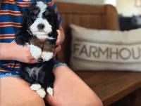 STERLING , a male Miniature Bernedoodle for sale in Sacramento, CA – Photo 3 of 6