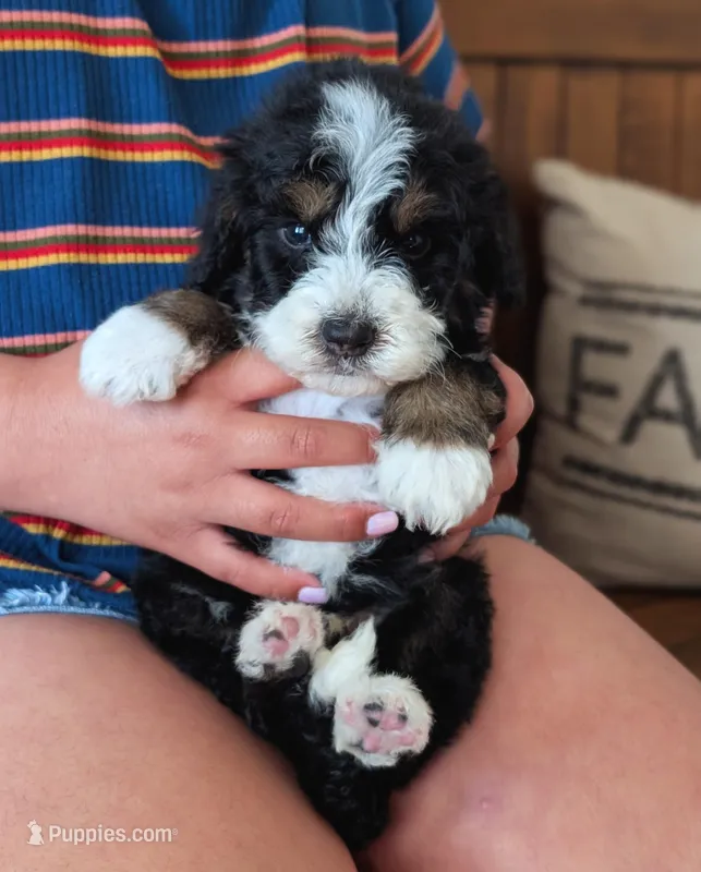 STERLING  – Miniature Bernedoodle puppy for sale in Sacramento, CA