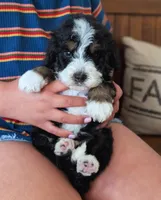STERLING , a male Miniature Bernedoodle for sale in Sacramento, CA – Photo 1 of 6