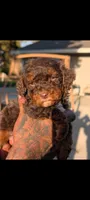 FRANKENSTEIN , a male Poodle - Miniature  and Miniature Bernedoodle for sale in Sacramento, CA – 5 of 5