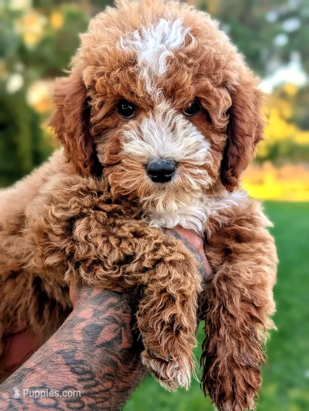 SWEET POTATO – Cavapoo, Poodle - Miniature  puppy for sale in Sacramento, CA