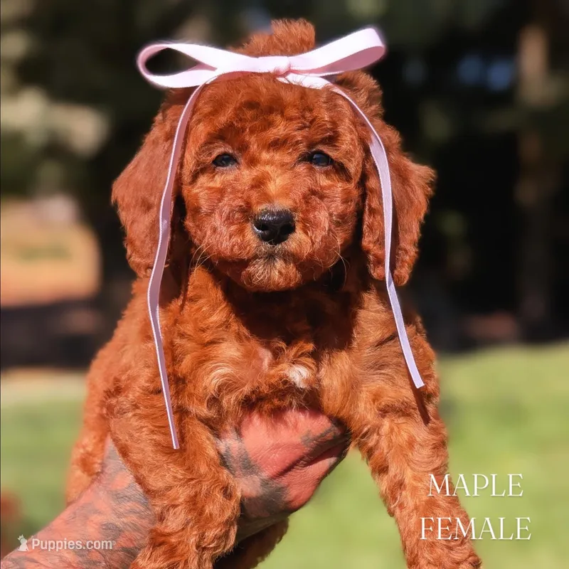 MAPLE – Goldendoodle puppy for sale in Sacramento, CA