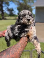 TULIP 🌷, a female Goldendoodle and Miniature Bernedoodle for sale in Sacramento, CA – 2 of 4
