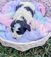 SALEMB, a female Cavapoo and Miniature Bernedoodle for sale in Sacramento, CA – 2 of 4
