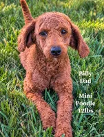 Neapolitan, a male Bernedoodle for sale in Sacramento, CA – 5 of 5