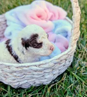 EMBER, a female Cavapoo and Miniature Bernedoodle for sale in Sacramento, CA – 1 of 4