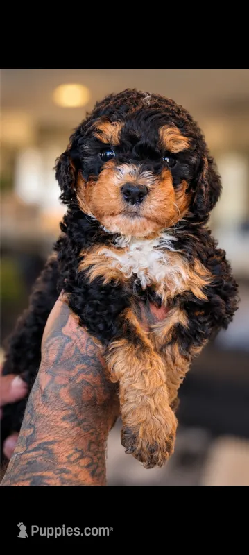 Neapolitan – Bernedoodle puppy for sale in Sacramento, CA