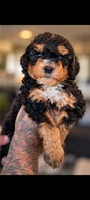 Neapolitan, a male Bernedoodle for sale in Sacramento, CA – 1 of 5