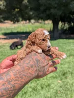 SWEET POTATO, a female Cavapoo and Poodle - Miniature  for sale in Sacramento, CA – 5 of 7