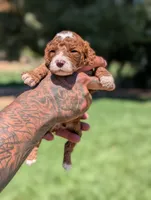 SMALL FRY, a male Cavapoo and Poodle - Miniature  for sale in Sacramento, CA – 5 of 5