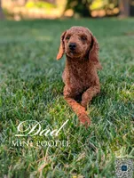 SHORTCAKE 🍰, a female Poodle - Toy  and Poodle - Miniature  for sale in Sacramento, CA – 7 of 7