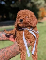 BOURBON , a male Goldendoodle and Poodle - Miniature  for sale in Sacramento, CA – 3 of 10