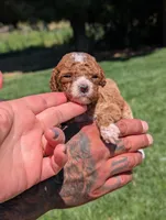 TATER TOT , a female Cavapoo and Poodle - Miniature  for sale in Sacramento, CA – 5 of 5