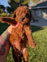 CIDER, a male Goldendoodle for sale in Sacramento, CA – 4 of 5