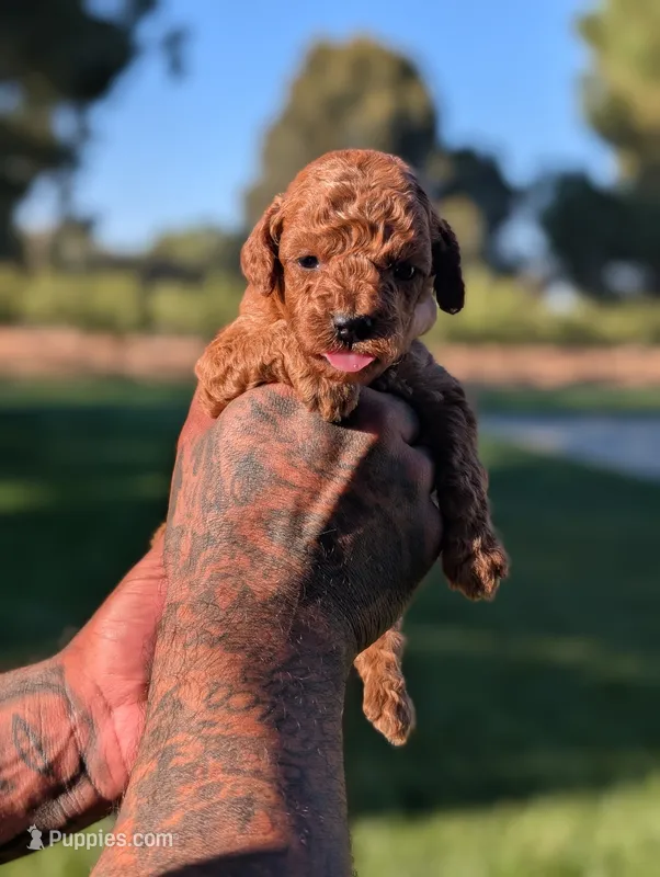 CHAI – Goldendoodle puppy for sale in Sacramento, CA