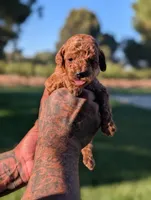 CHAI, a male Goldendoodle for sale in Sacramento, CA – 1 of 6