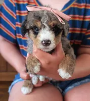 PEBBLES, a male Miniature Bernedoodle for sale in Sacramento, CA – Photo 1 of 5