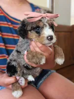 PEBBLES, a male Miniature Bernedoodle for sale in Sacramento, CA – Photo 3 of 5