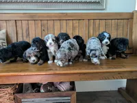 PEBBLES, a male Miniature Bernedoodle for sale in Sacramento, CA – Photo 5 of 5
