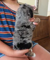 PEBBLES, a male Miniature Bernedoodle for sale in Sacramento, CA – Photo 4 of 5