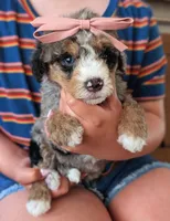 PEBBLES, a male Miniature Bernedoodle for sale in Sacramento, CA – Photo 2 of 5