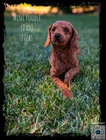 PUMPKIN SPICE , a female Goldendoodle and Poodle - Miniature  for sale in Sacramento, CA – 9 of 10
