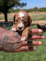 SWEET POTATO, a female Cavapoo and Poodle - Miniature  for sale in Sacramento, CA – 3 of 7
