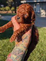 AUTUMN, a male Goldendoodle for sale in Sacramento, CA – 3 of 5
