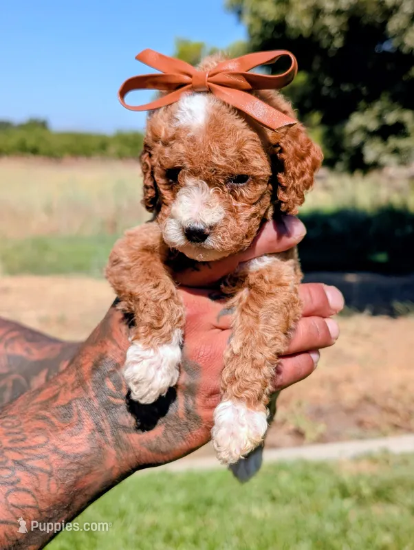 TATER TOT  – Cavapoo, Poodle - Miniature  puppy for sale in Sacramento, CA