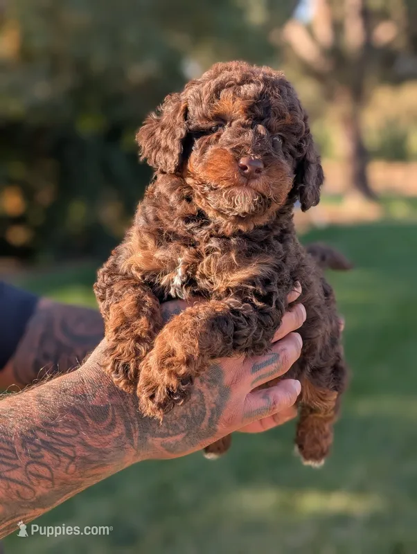 MONSTER – Poodle - Miniature , Miniature Bernedoodle puppy for sale in Sacramento, CA