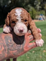 HASHBROWN, a male Cavapoo and Poodle - Miniature  for sale in Sacramento, CA – 2 of 4