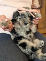 TULIP 🌷, a female Goldendoodle and Miniature Bernedoodle for sale in Sacramento, CA – Photo 4 of 5