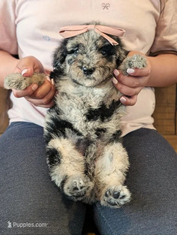 TULIP 🌷 – Goldendoodle, Miniature Bernedoodle puppy for sale in Sacramento, CA