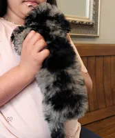 TULIP 🌷, a female Goldendoodle and Miniature Bernedoodle for sale in Sacramento, CA – Photo 3 of 5