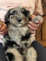 TULIP 🌷, a female Goldendoodle and Miniature Bernedoodle for sale in Sacramento, CA – Photo 2 of 5