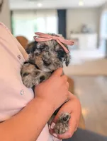 TULIP 🌷, a female Goldendoodle and Miniature Bernedoodle for sale in Sacramento, CA – Photo 5 of 5