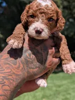 SMALL FRY, a male Cavapoo and Poodle - Miniature  for sale in Sacramento, CA – 4 of 5