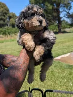 DAISY, a female Goldendoodle and Miniature Bernedoodle for sale in Sacramento, CA – 3 of 10