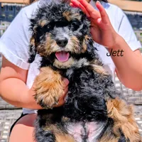 JETT, a male Miniature Bernedoodle for sale in Sacramento, CA – 1 of 7